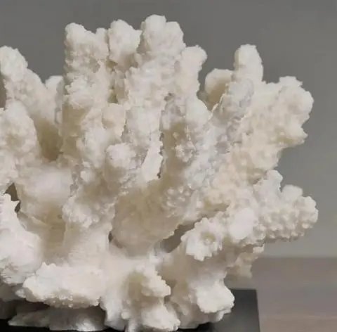 Wybór klientów RZEŹBA REPLIKA KORALOWCA ACROPORA FLORIDA | SPENSEN